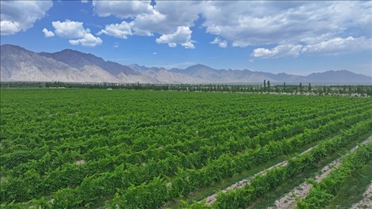 閩寧從荒蕪貧瘠的荒灘戈壁變成了如今的片片綠洲。