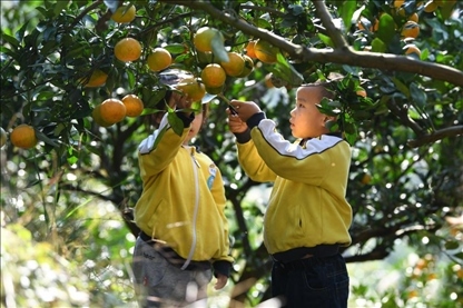 貴州黃平縣小朋友在校外勞動實踐基地采摘柑橘。