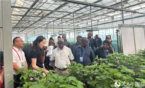 研討班成員在大棚中了解植物種植技術。人民網(wǎng) 曹欣悅攝