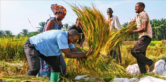 2018 年，中國農(nóng)業(yè)專家組在布隆迪布班扎省吉漢加縣設(shè)立首個水稻減貧示范村。圖為當(dāng)?shù)剞r(nóng)戶在稻田里給雜交水稻脫粒（2023 年 6 月 20 日攝） 韓旭攝 / 本刊