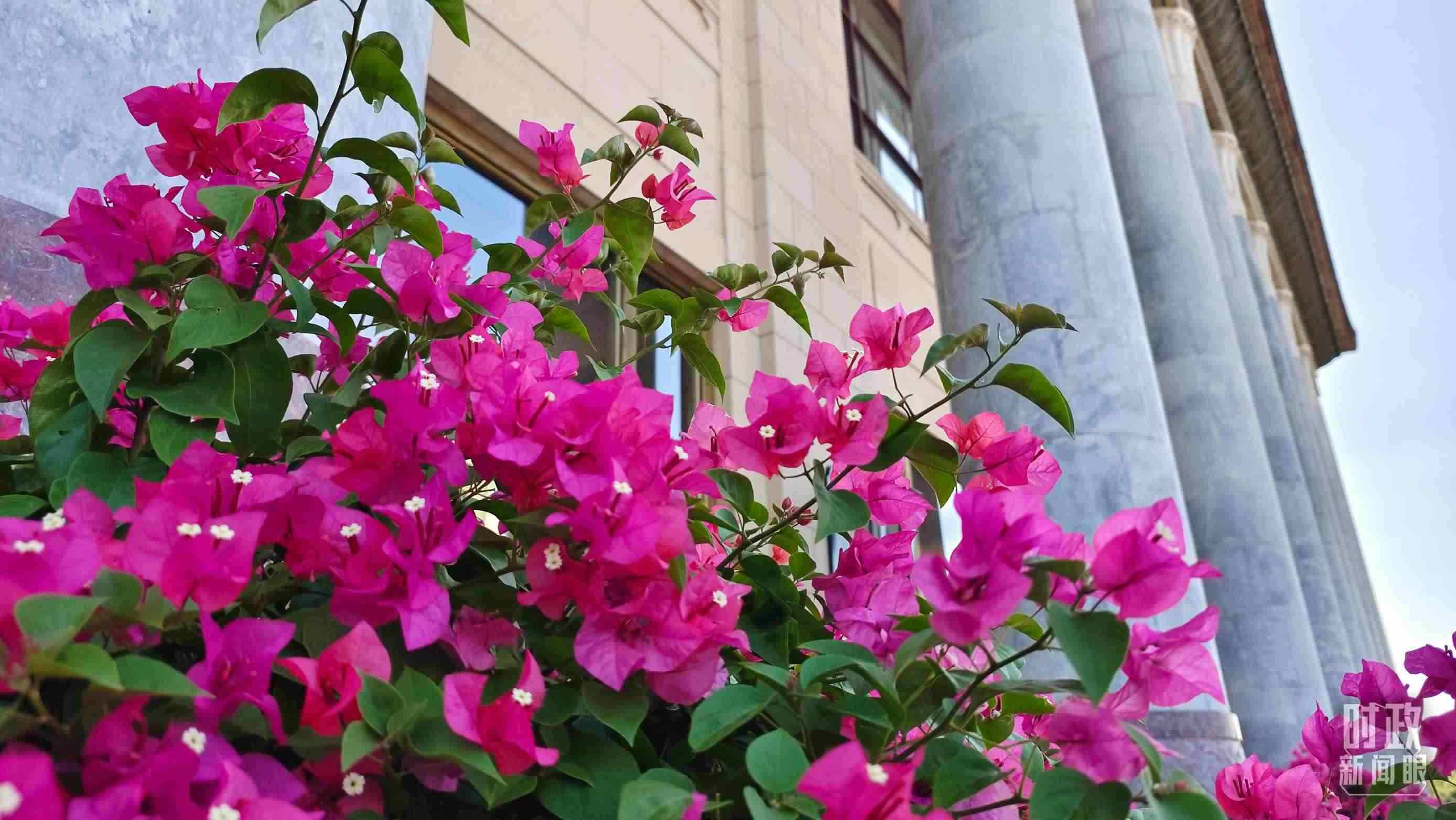 △人民大會堂外花團(tuán)錦簇。（總臺央視記者韓銳拍攝）