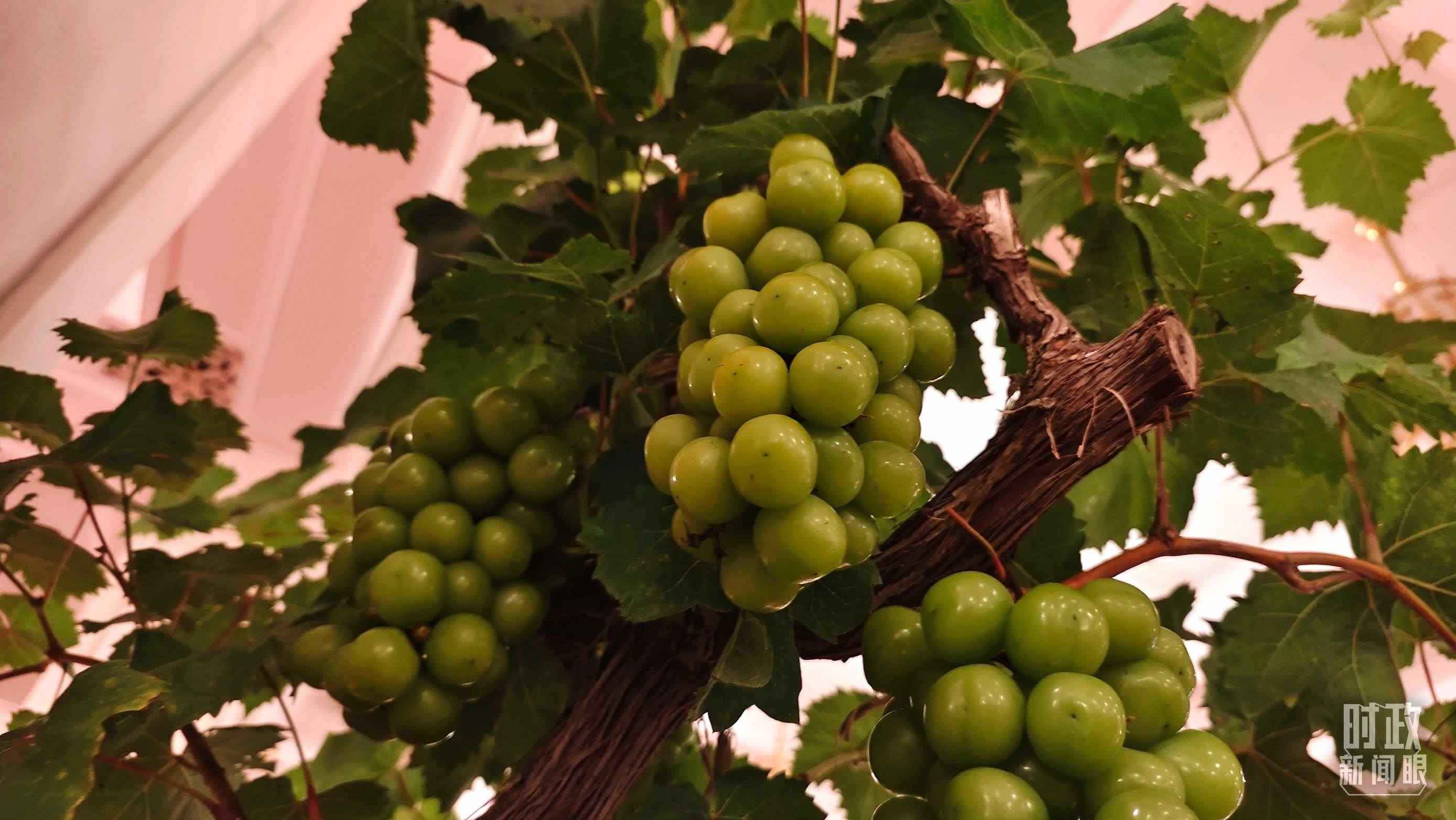  △人民大會堂的盆景，碩果累累。（總臺央視記者韓銳拍攝）