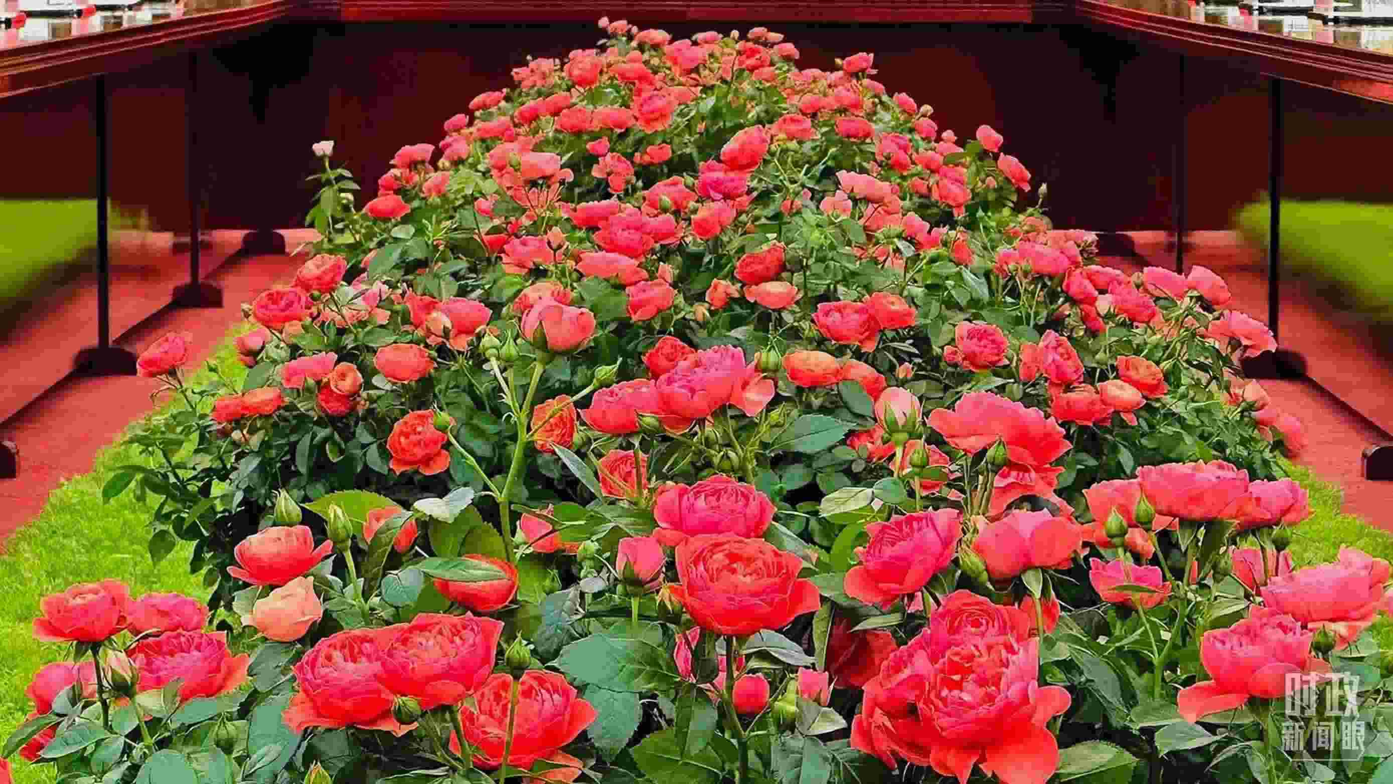 東大廳會(huì)談桌中間擺放的紅果汁月季，象征著蓬勃與堅(jiān)韌。（總臺(tái)央視記者范一鳴拍攝）