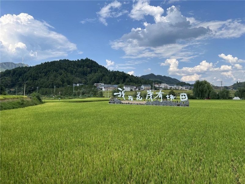 青瓦白磚的黔北民居、風(fēng)中搖曳的稻田、抬手可觸的大片云朵……才剛下車，格魯吉亞“經(jīng)濟中心網(wǎng)”總編輯莉安娜·喬爾喬利亞尼就被眼前的景色拖住了步履，喃喃細(xì)語：“實在太美了，讓我內(nèi)心平靜，在這里生活一定非常安逸和幸福。”（邱輝攝）