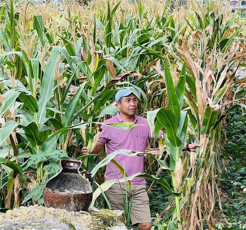 不是攀登石林高臺，就是鉆入玉米莊稼地，吉爾吉斯斯坦《自由之山報》總編輯納拉雷·阿桑巴耶夫“身手不凡”，與生長旺盛的玉米構(gòu)成了花茂村的鄉(xiāng)間野趣。（張亞欣攝）