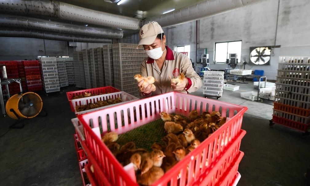 在文昌市的海南（潭牛）文昌雞股份有限公司孵化廠，工人在挑選文昌雞苗。新華社記者楊冠宇 攝