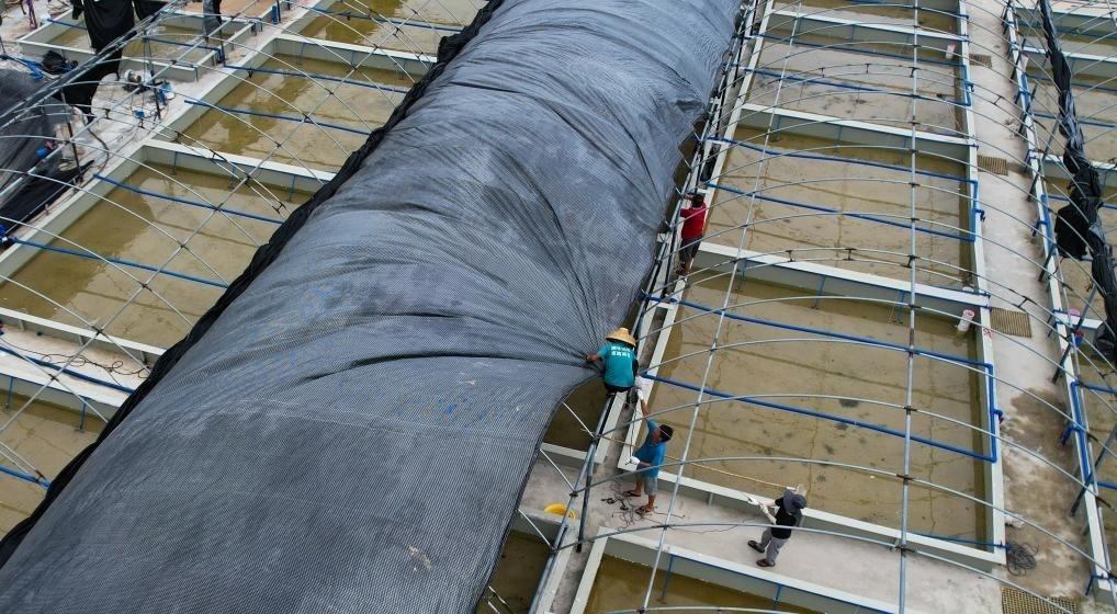 在文昌市翁田鎮(zhèn)的海興農翁田蝦苗場，工人重新鋪設頂棚。無人機照片，新華社記者楊冠宇 攝