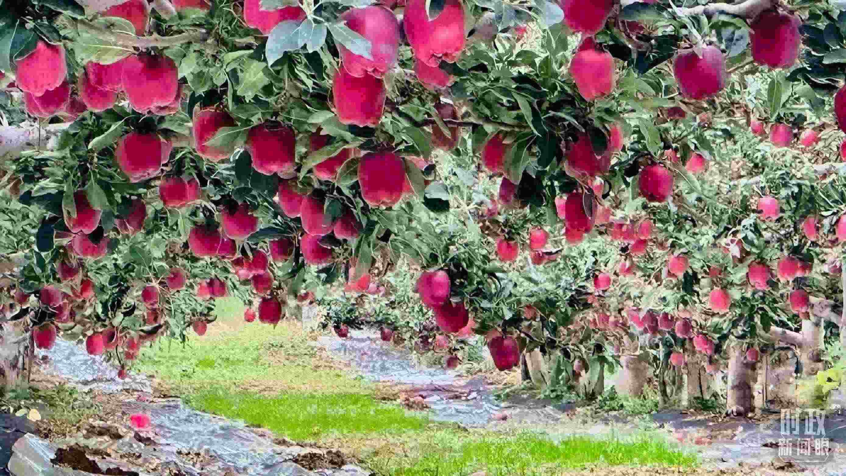 △ 麥積區(qū)南山花牛蘋果基地。（總臺央視記者范一鳴拍攝）