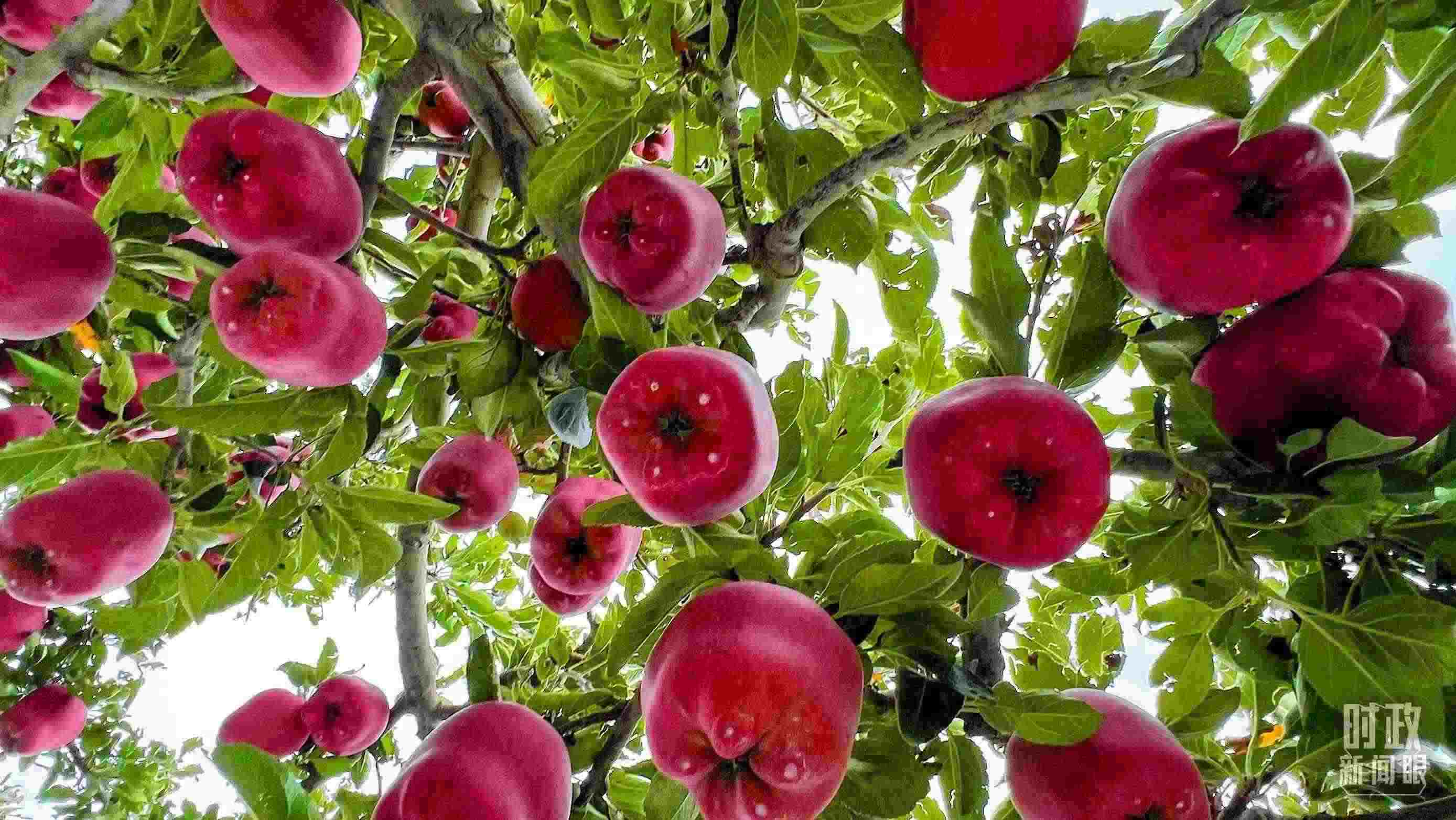 △ 麥積區(qū)南山花牛蘋果基地。（總臺央視記者程鋮拍攝）