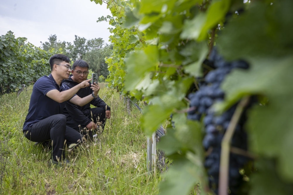2024年8月15日，技術人員（左）和工作人員在寧夏銀川市西夏區(qū)的一個葡萄園工作。為推動黃河流域生態(tài)保護和高質(zhì)量發(fā)展先行區(qū)建設，銀川市積極打造高標準葡萄園，借助各種傳感器監(jiān)測釀酒葡萄的生長狀態(tài)，實現(xiàn)精準灌溉，從而高效節(jié)約黃河水。