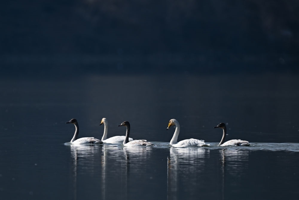 2023年11月30日，天鵝在青海省海東市化隆回族自治縣群科鎮(zhèn)境內(nèi)的黃河上游弋。近年來，青海省加大力度保護治理境內(nèi)黃河流域，改善當?shù)厣鷳B(tài)環(huán)境，為越冬候鳥提供良好棲息地。