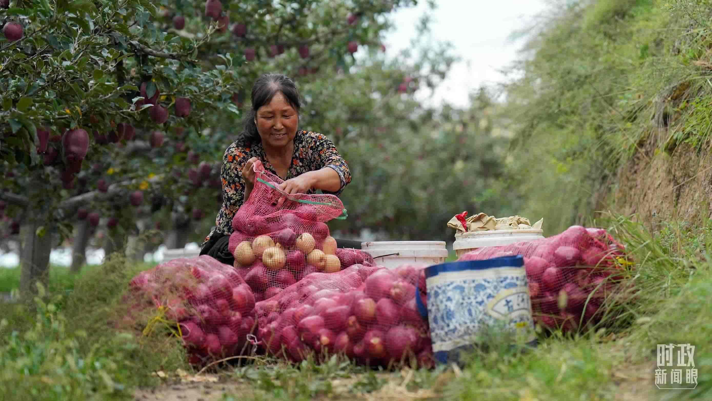 △南山花牛蘋(píng)果基地在2023年帶動(dòng)9000多戶(hù)村民實(shí)現(xiàn)增收。（總臺(tái)國(guó)廣記者李晉拍攝）