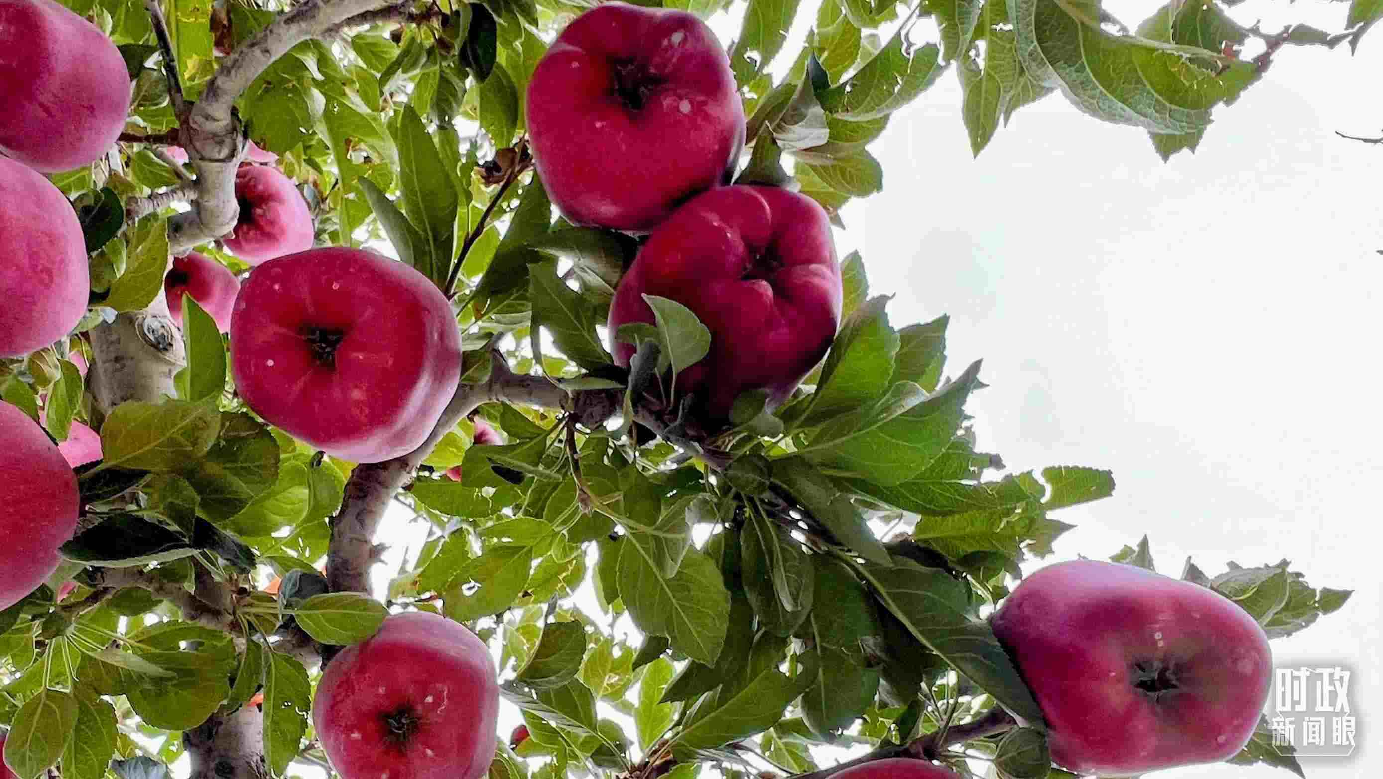 △南山花牛蘋(píng)果基地是元帥系蘋(píng)果生產(chǎn)基地。（總臺(tái)央視記者程鋮拍攝）