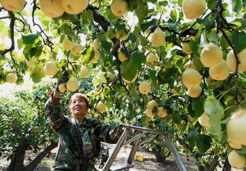 9月13日，河北省晉州市的農(nóng)民在果園采摘鴨梨。新華社記者楊世堯 攝