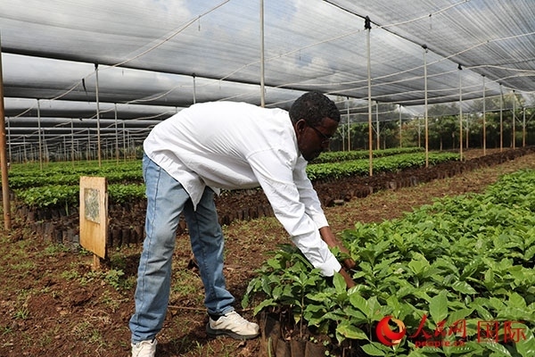 農(nóng)場(chǎng)協(xié)調(diào)員艾哈邁德·耶曼正在檢查咖啡幼苗。人民網(wǎng)記者 沈小曉攝