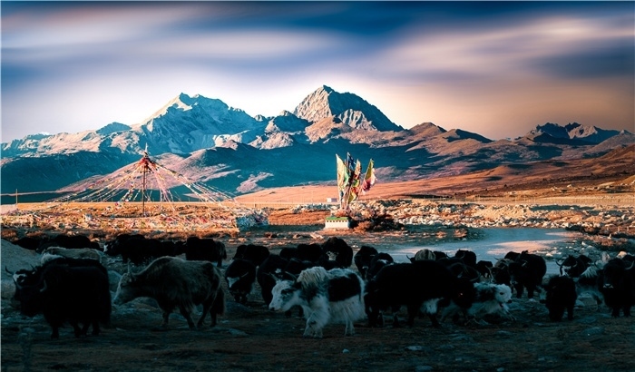 雅拉雪山上的牦牛群。蕭旺擺攝