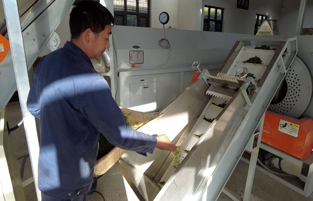  茶廠工人正在查看茶青質(zhì)量。 受訪者供圖