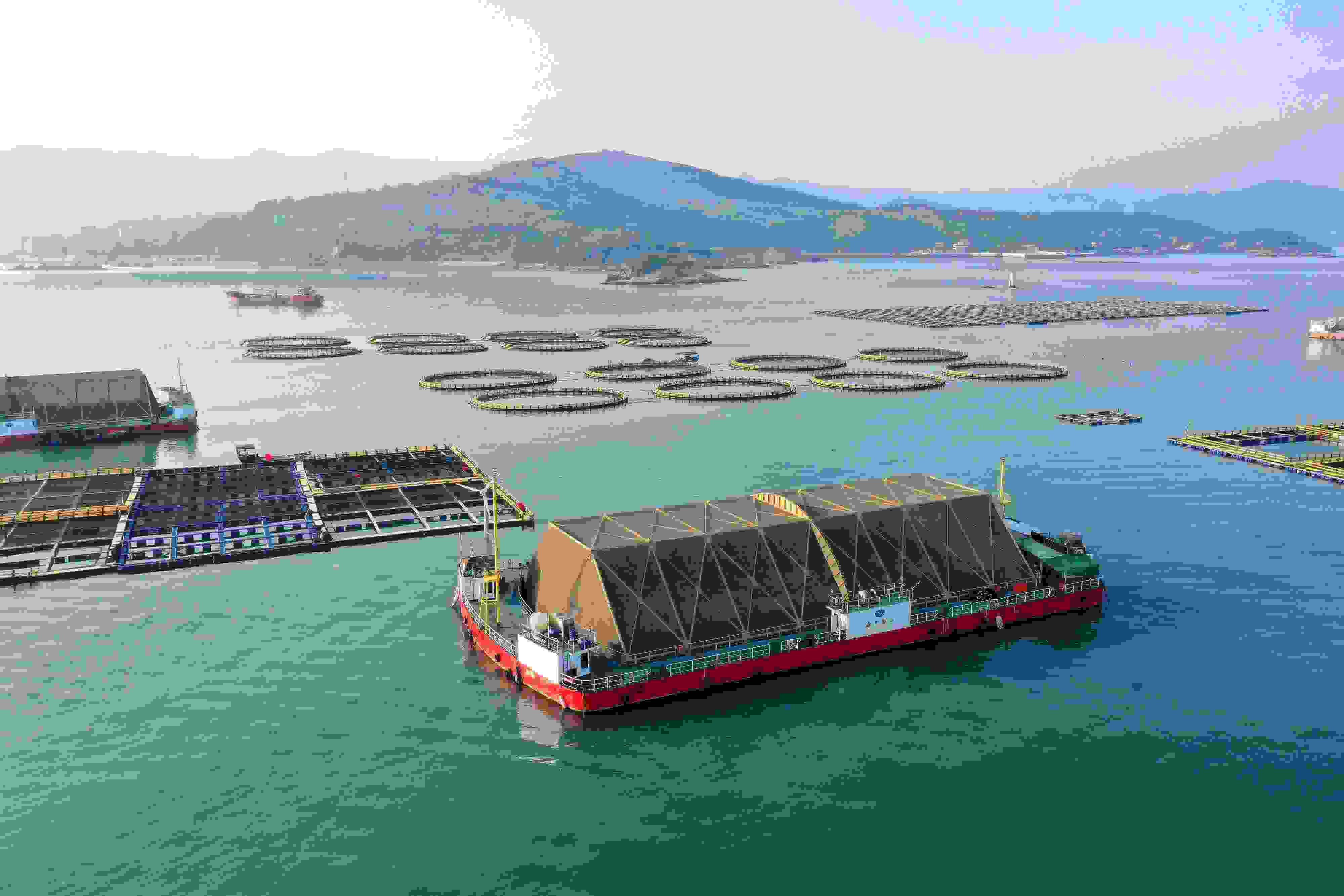 2024年9月10日拍攝的福建省福州市連江縣定海灣海域的現(xiàn)代化“海上糧倉”。
