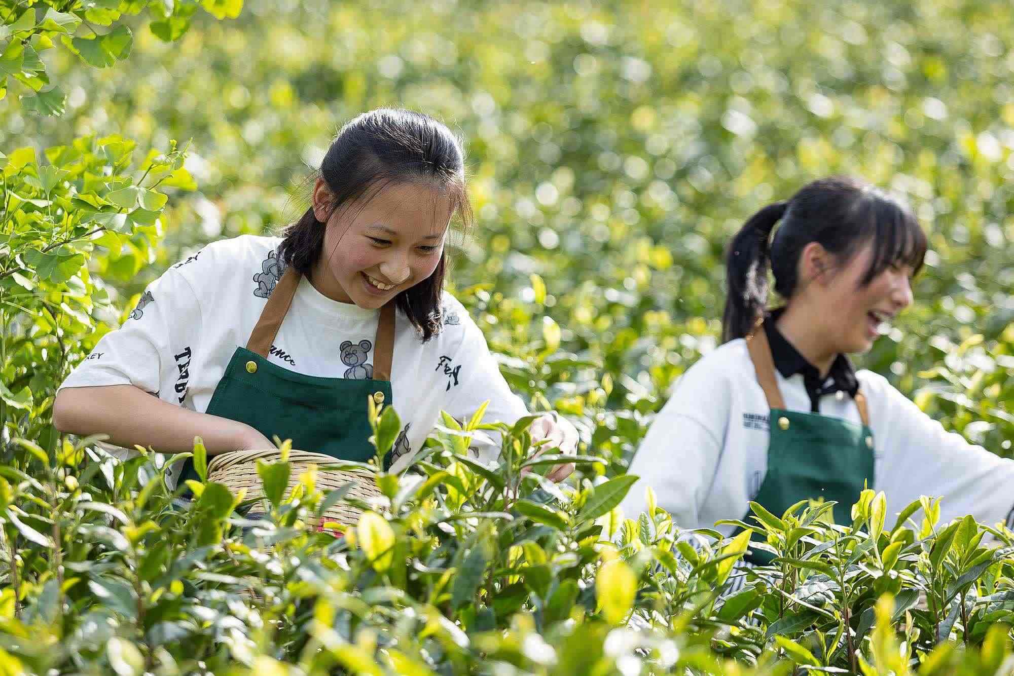 浙江安吉，游客在茶園里體驗(yàn)采茶