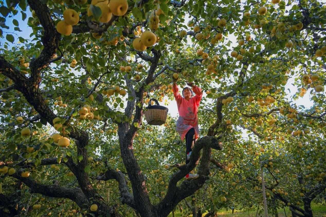 2024年10月4日，安徽省宿州市碭山縣程莊鎮(zhèn)衡樓村百年老梨園里，梨農(nóng)在忙著采摘酥梨。來源:人民圖片