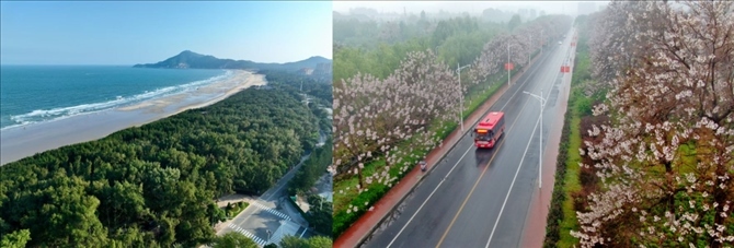 拼版照片：左圖為位于東山縣金鑾灣沿岸的木麻黃防護(hù)林帶（無人機(jī)照片，新華社記者 姜克紅 攝）；右圖為2021年4月20日在蘭考縣焦裕祿干部學(xué)院附近拍攝的泡桐花（無人機(jī)照片，新華社記者 郝源 攝）。