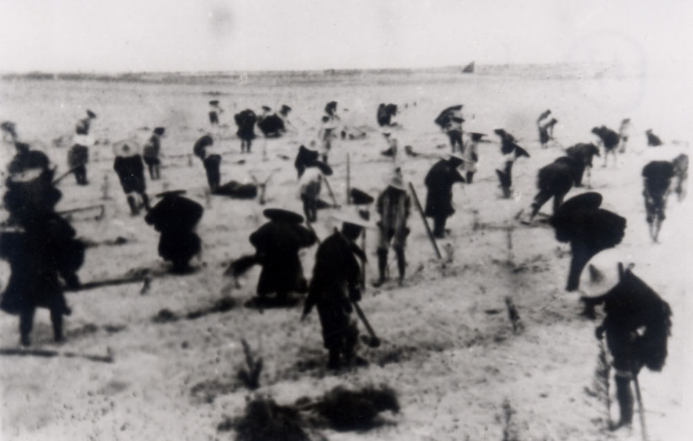 上世紀(jì)東山百姓在沙灘造林（資料照片）。