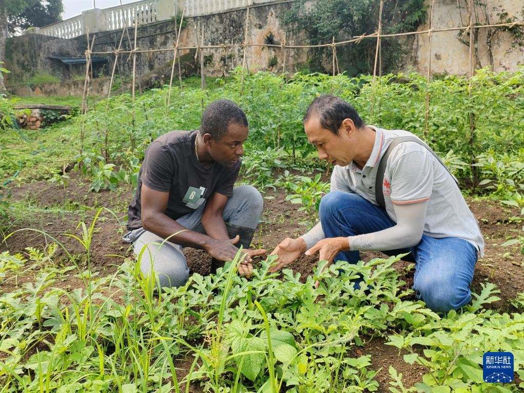 中國援圣普農(nóng)牧業(yè)技術(shù)項目組專家彭杰（右）在圣多美和普林西比的梅佐希大區(qū)指導(dǎo)蔬菜種植戶改善田間管理技術(shù)（2024年1月25日攝）。新華社發(fā)（中國援圣普農(nóng)技組供圖）