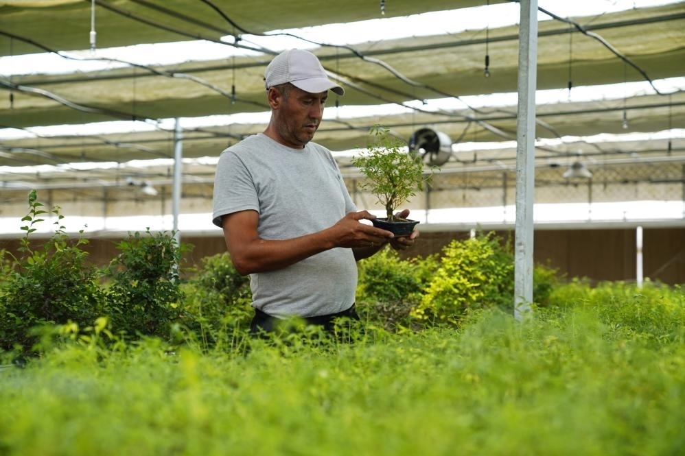 7月28日，在烏茲別克斯坦錫爾河州的上合組織農(nóng)業(yè)基地中烏現(xiàn)代農(nóng)業(yè)科技示范園，工作人員檢查盆栽植物。新華社發(fā)（扎法爾攝）