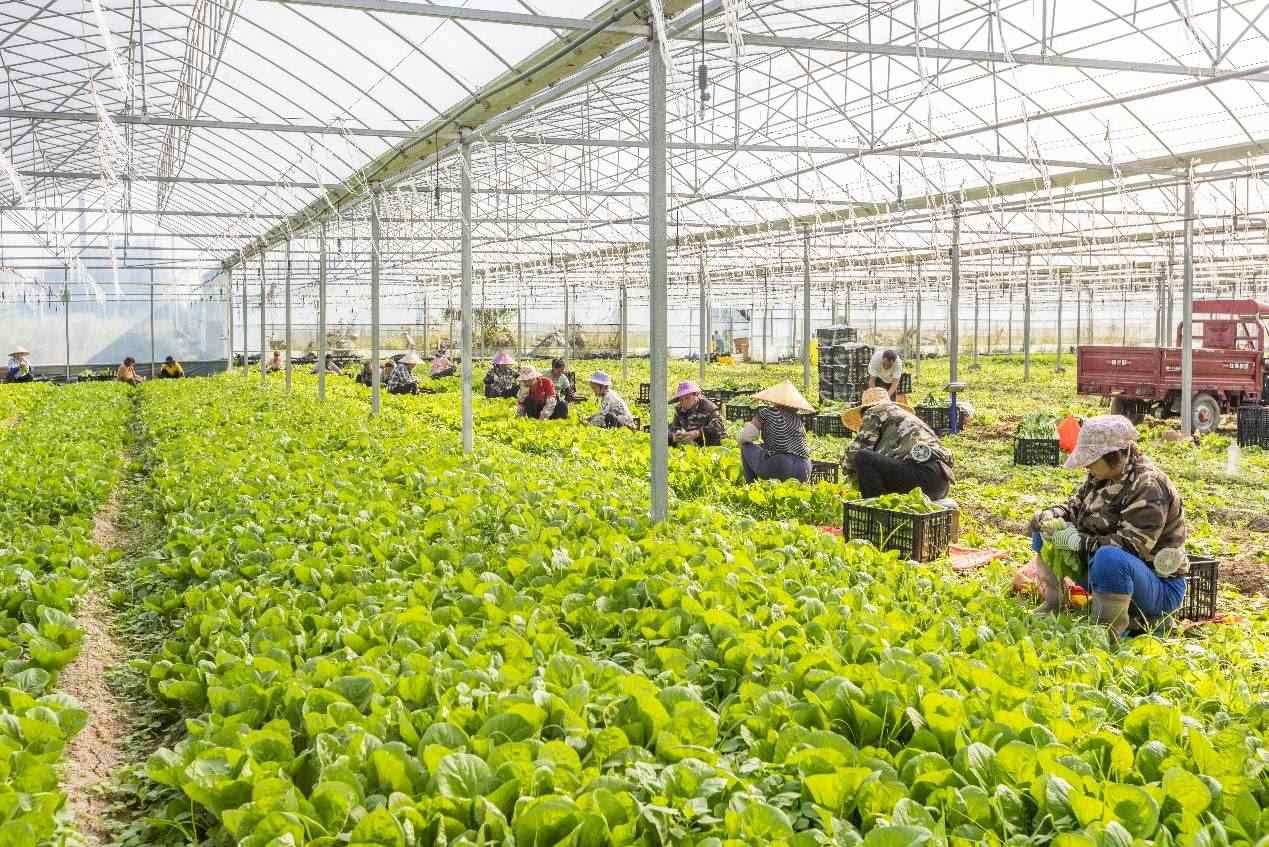 2024年10月8日，在廣西梧州市蒙山縣文圩鎮(zhèn)大明村一個(gè)大棚蔬菜基地內(nèi)，民工在采摘、包裝包心菜，準(zhǔn)備運(yùn)銷外地。來(lái)源：人民圖片