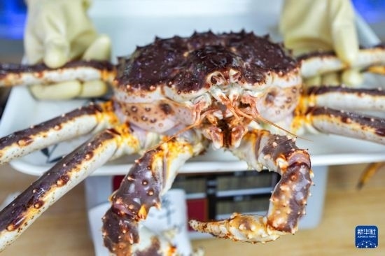 這是9月20日在吉林省琿春市的東北亞跨境電商產業(yè)園內的帝王蟹保稅店拍攝的帝王蟹。新華社記者 許暢 攝