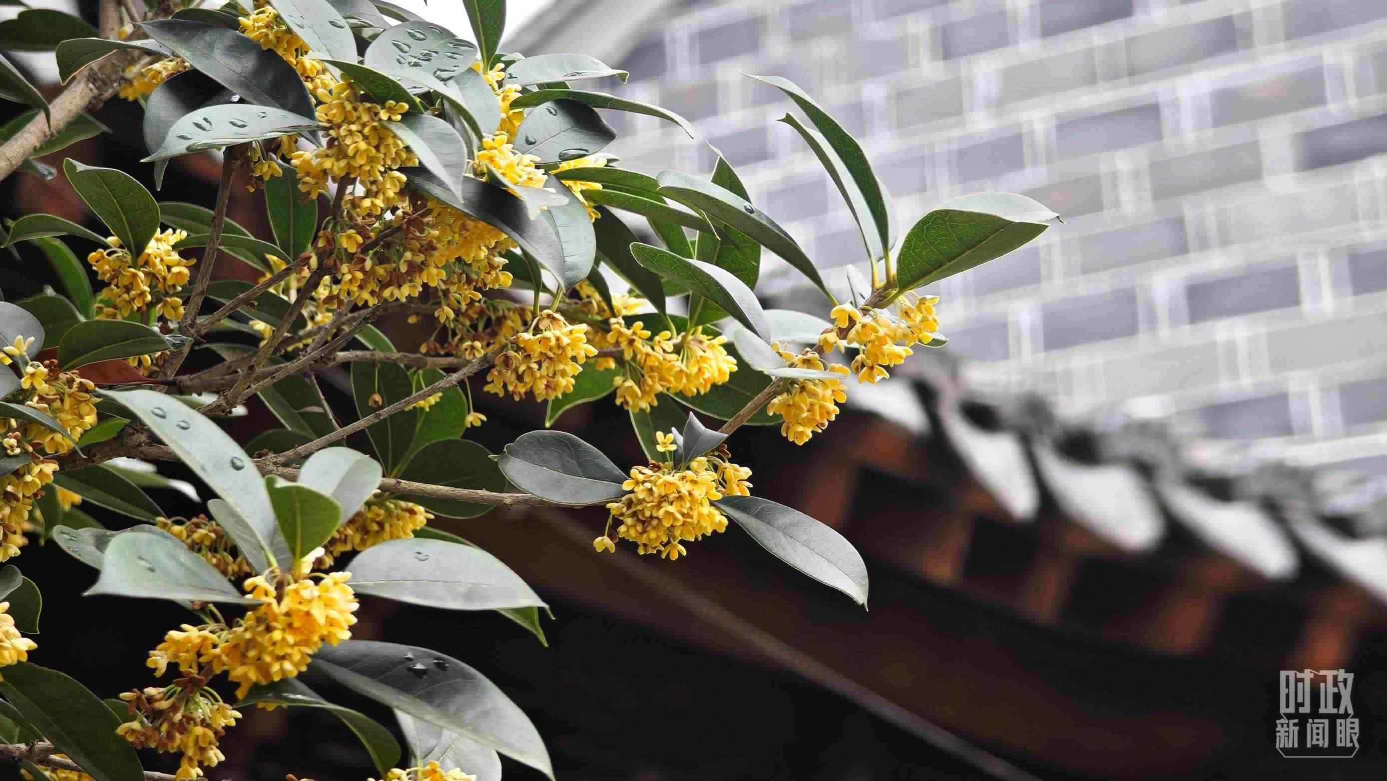 △六尺巷。（總臺(tái)央視記者趙化、彭漢明拍攝）