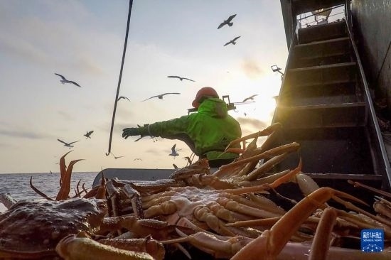 這是俄羅斯蟹業(yè)集團工作人員進行遠洋捕撈的資料照片。新華社發(fā)（俄羅斯蟹業(yè)集團供圖）