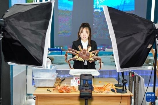 9月20日，在吉林省琿春市的帝王蟹保稅店內，工作人員進行網(wǎng)絡直播售賣帝王蟹。新華社記者 許暢 攝