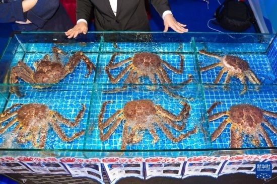 這是9月19日拍攝的吉林省琿春市一商家所售賣的帝王蟹。新華社記者 許暢 攝
