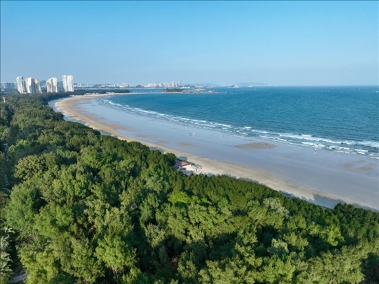 郁郁蔥蔥的東山縣沿海防護林（無人機拍攝）。新華社記者 姜克紅 攝