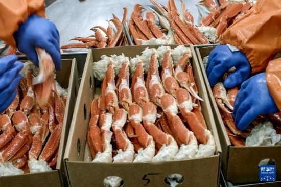 俄羅斯蟹業(yè)集團的工作人員在生產線上加工產品（資料照片）。新華社發(fā)（俄羅斯蟹業(yè)集團供圖）