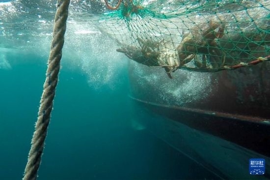 這是俄羅斯蟹業(yè)集團的捕撈船進行遠洋捕撈的資料照片。新華社發(fā)（俄羅斯蟹業(yè)集團供圖）