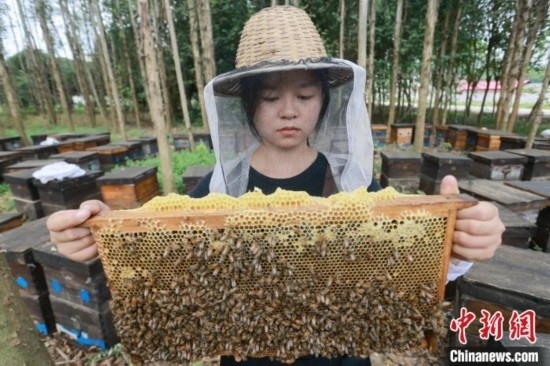 吳素英查看蜂蜜產(chǎn)蜜情況。湯曉逵 攝