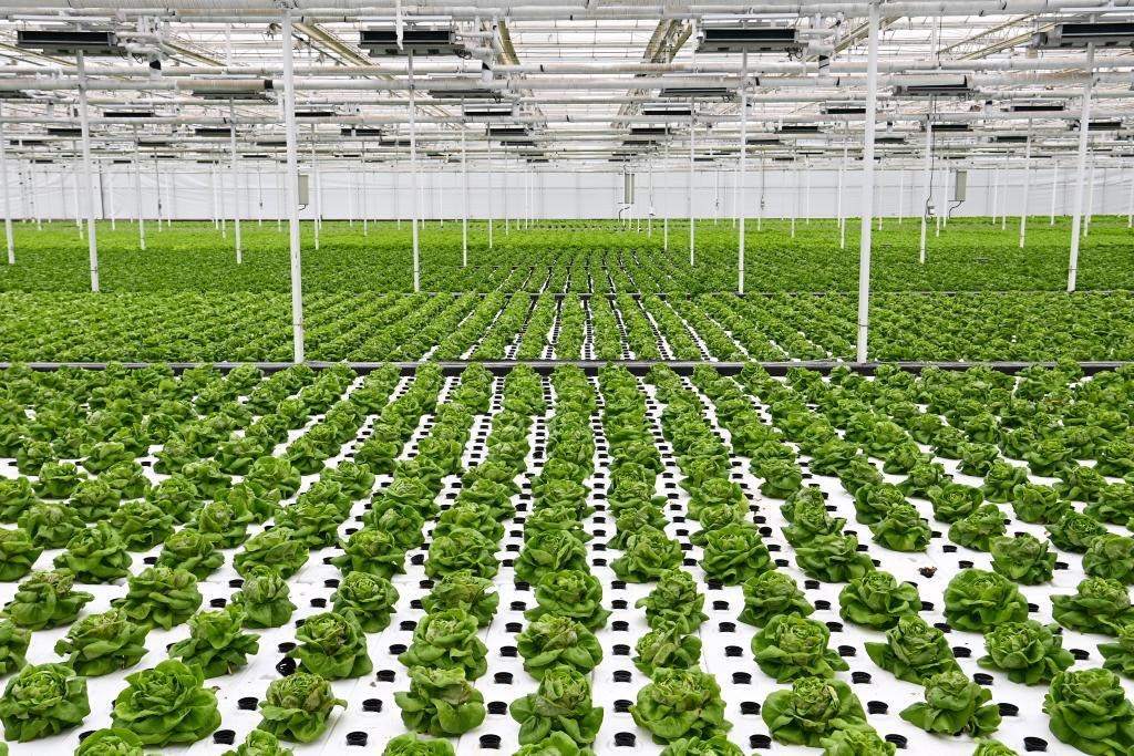 10月26日，楊凌智慧農(nóng)業(yè)示范園智慧溫室內(nèi)通過無土栽培技術(shù)種植的蔬菜。新華社記者 鄒競一 攝