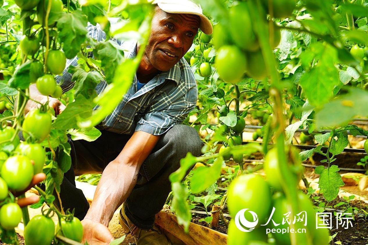肯尼亞納庫魯郡，當(dāng)?shù)剞r(nóng)民喬納·卡蘭賈家的溫室大棚里，番茄長勢喜人。人民網(wǎng)記者 黃煒鑫攝