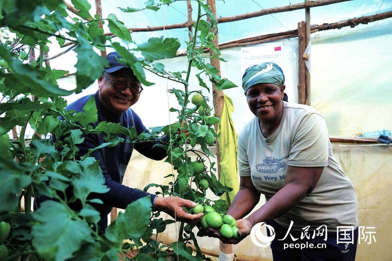肯尼亞納庫魯郡，南京農(nóng)業(yè)大學(xué)援非專家劉高瓊和當(dāng)?shù)剞r(nóng)民瑪麗·姆旺吉在溫室大棚里查看番茄種植情況。人民網(wǎng)記者 黃煒鑫攝