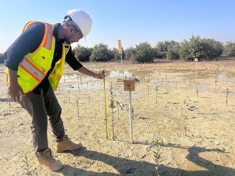 工作人員在監(jiān)測紅樹苗生長情況。中國土木供圖