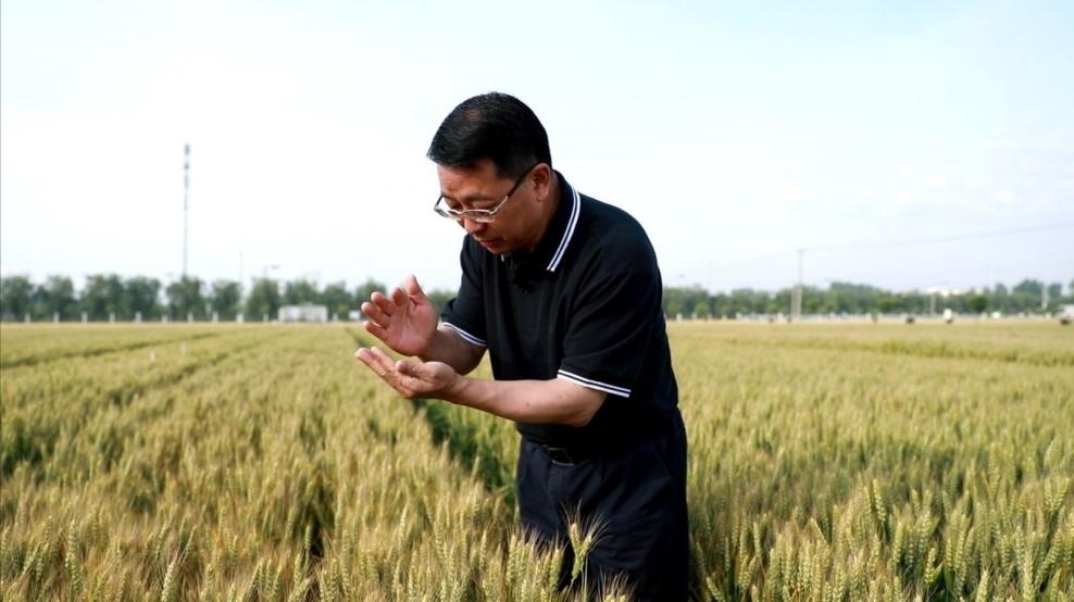 張福鎖在曲周查看小麥長勢。受訪者供圖