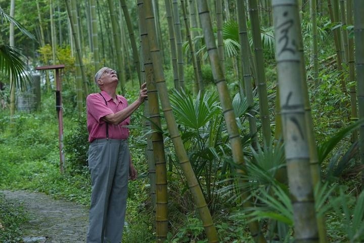 奈斯在莫干山的竹林里散步。