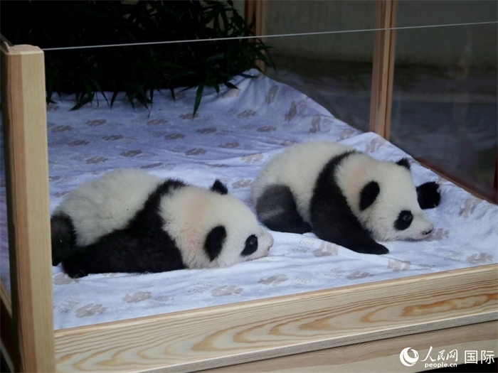 柏林動物園的明星“夢好”與“夢甜”。人民網(wǎng) 肖晶攝