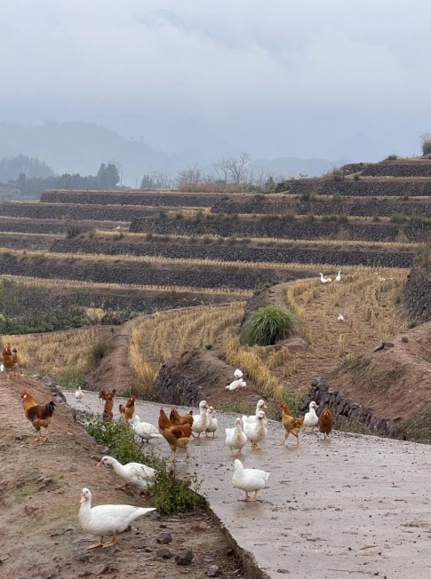 樨鄉(xiāng)記生態(tài)農(nóng)莊一隅。劉軍國(guó)攝