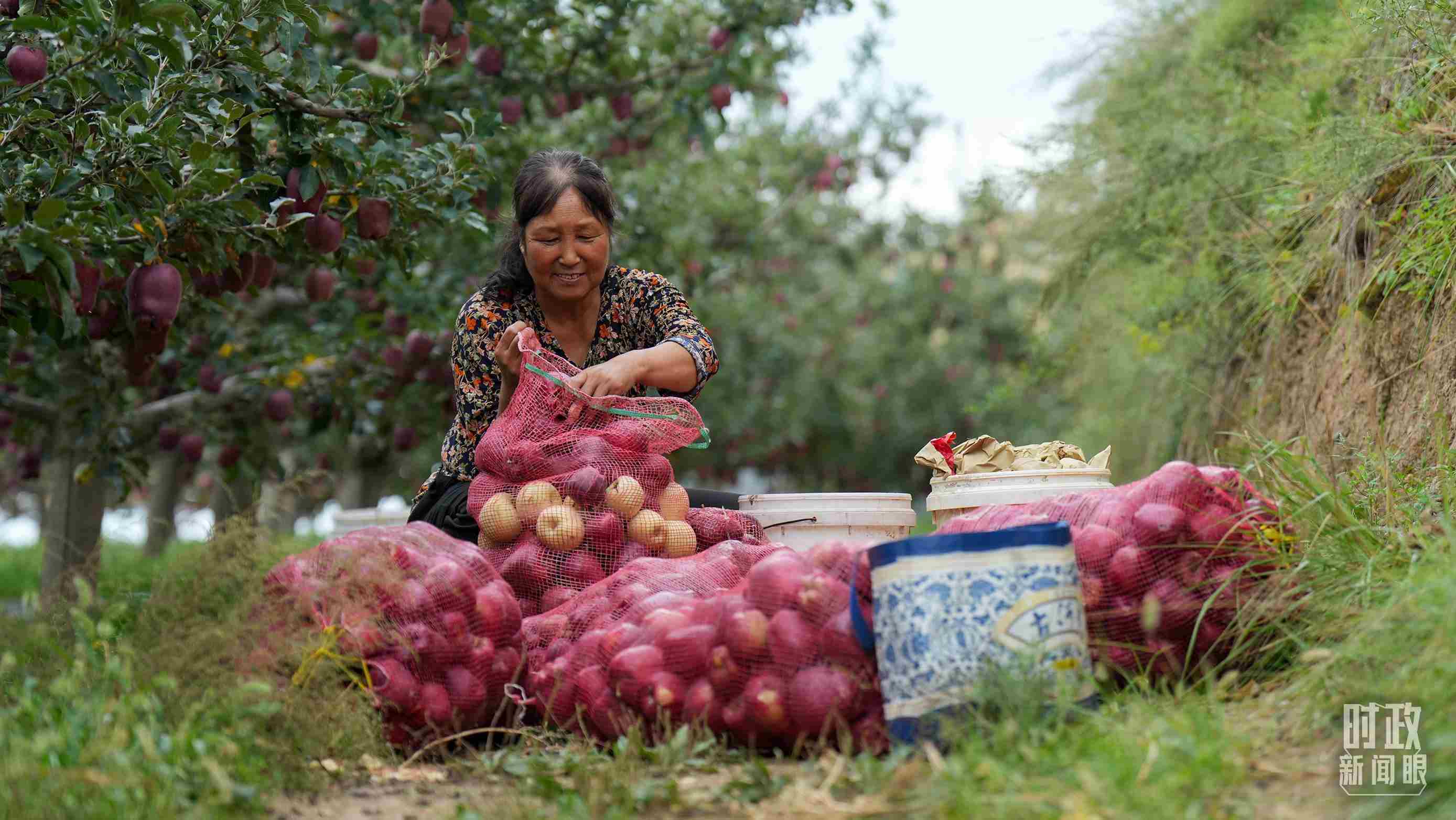 △甘肅天水的花牛蘋果已經(jīng)成為當(dāng)?shù)厝罕姷摹吧鷳B(tài)果”“致富果”。（總臺(tái)記者李晉拍攝）