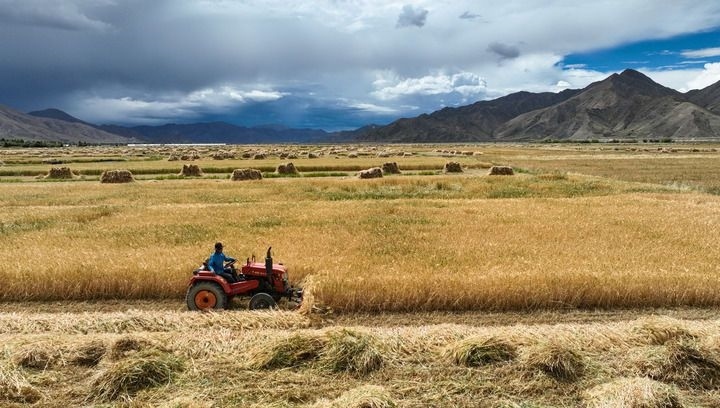 2024年9月10日在西藏日喀則市白朗縣巴扎鄉(xiāng)拍攝的秋收場景（無人機照片）。新華社記者 晉美多吉 攝
