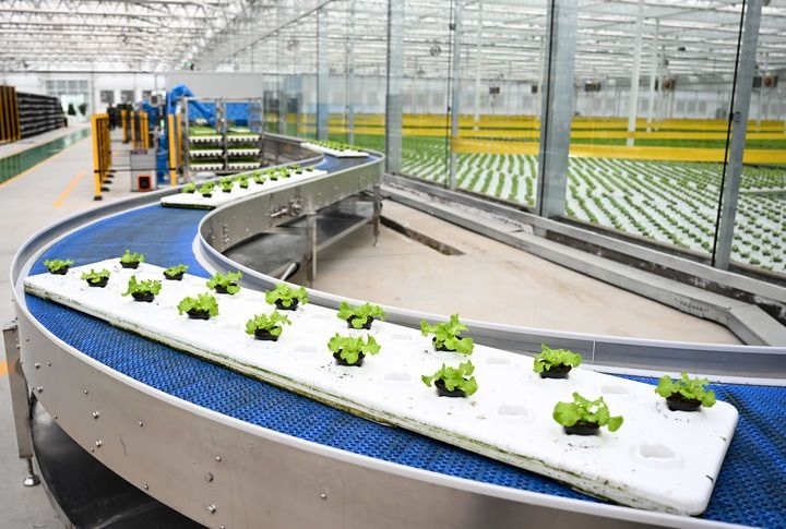 2024年12月12日在內(nèi)蒙古鄂爾多斯市達拉特旗內(nèi)蒙古現(xiàn)代數(shù)字農(nóng)業(yè)科技產(chǎn)業(yè)園拍攝的生菜苗。 新華社記者 貝赫 攝