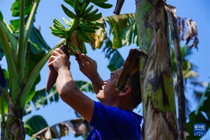12月23日，中國熱帶農(nóng)業(yè)科學(xué)院專家趙增賢在斯里蘭卡馬坎杜拉為當(dāng)?shù)剞r(nóng)戶做技術(shù)示范。新華社記者 陳冬書 攝